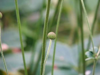 Close-up of flower bud growing outdoors