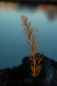 Close-up of plant by lake against sky