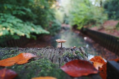 Close-up of mushroom growing on field