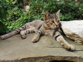 Portrait of a cat resting