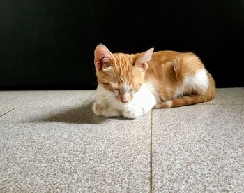 Close-up portrait of cat relaxing on floor