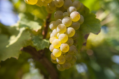 Close-up of grapes in vineyard