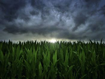 Crops growing on field against sky