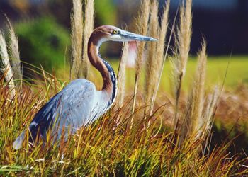 Close-up of heron amidst grass on field