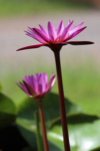 Close-up of pink water lily