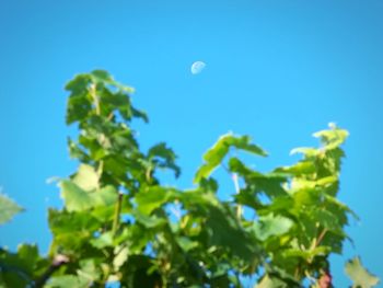 Low angle view of tree against blue sky