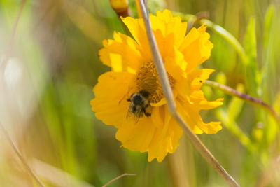 Close-up of bee pollinating flower
