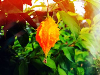 Close-up of yellow maple leaves on plant