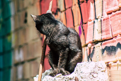 Cat sitting on a wall