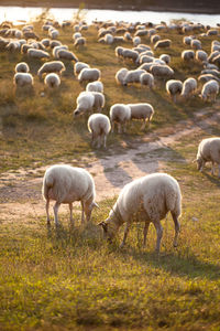 Flock of sheep grazing in a field