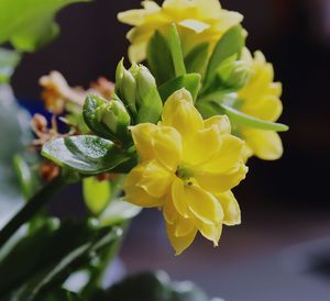 Close-up of yellow flowering plant