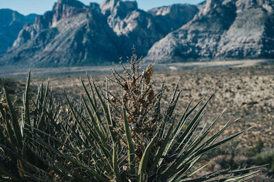 Close-up of plants growing on land