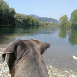 View of a dog in lake