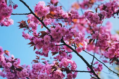 Close-up of pink cherry blossom