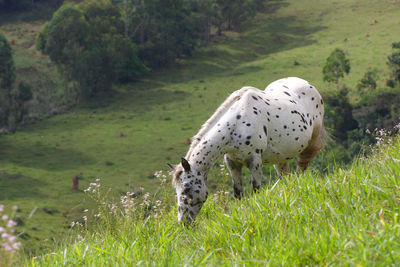 View of sheep on field