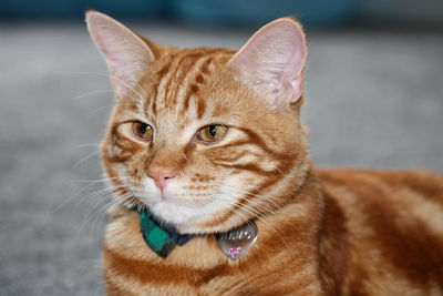 Close-up portrait of a cat