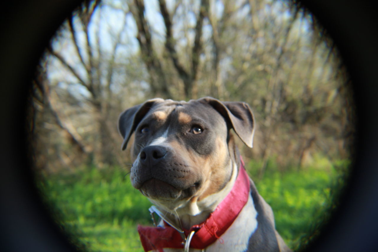 CLOSE-UP OF DOG LOOKING AT CAMERA