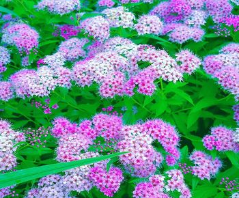 High angle view of pink flowering plants