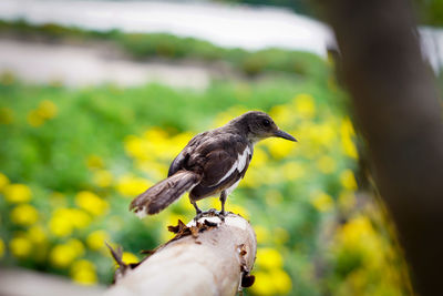 Close-up of bird perching on a tree