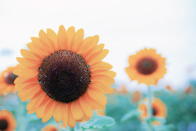 Close-up of orange daisy