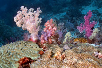 View of fish swimming in sea