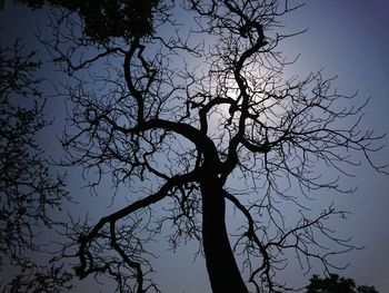 Low angle view of silhouette bare tree against sky