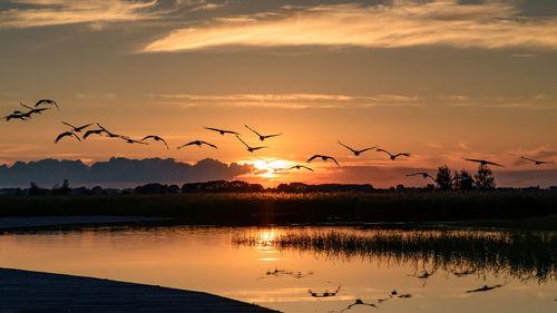 Flock of birds flying over lake during sunset