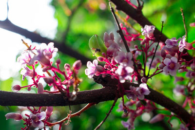 Close-up of pink flowers on branch