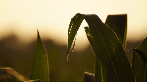 Close-up of fresh green plant against sky during sunset