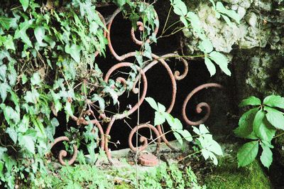 Close-up of abandoned plant on field