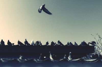 Birds flying in blue sky