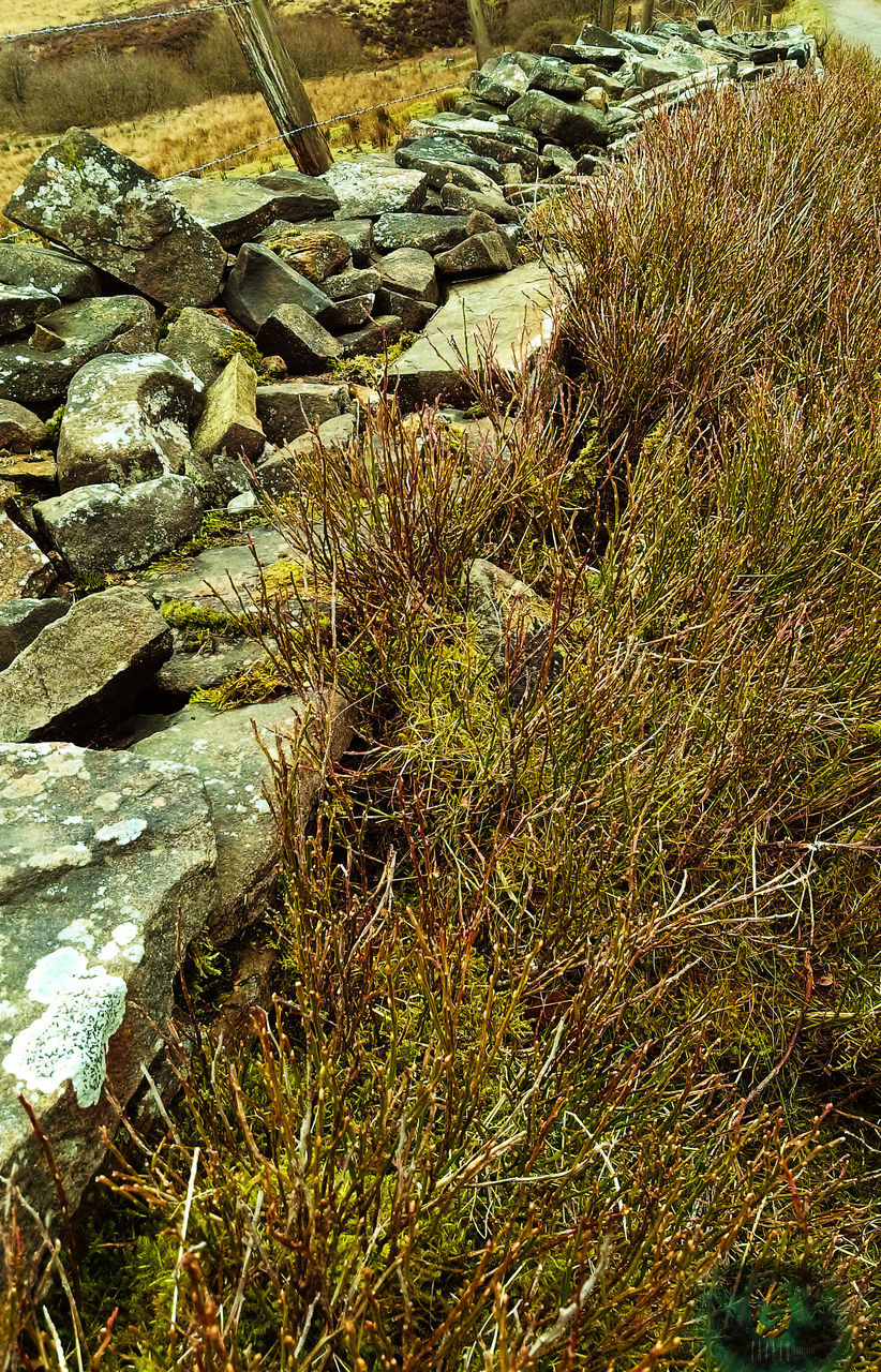 rock, plant, solid, water, nature, no people, rock - object, growth, grass, day, tranquility, beauty in nature, land, outdoors, high angle view, tranquil scene, river, stone, flowing, flowing water, shallow