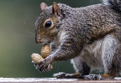 Close-up of squirrel eating peanut