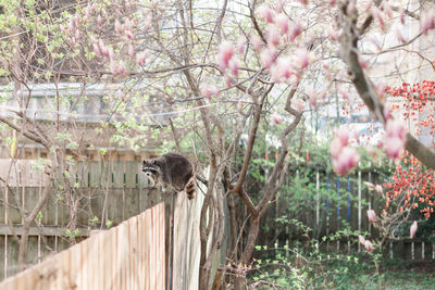 Raccoon spotted on fence in backyard
