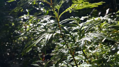 Close-up of plant