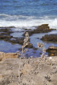 Close-up of frozen plant on beach