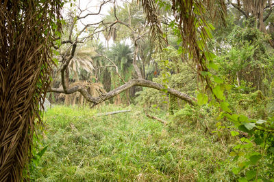 Trees growing in forest