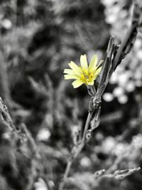 Close-up of yellow flower blooming outdoors