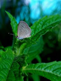 Close-up of butterfly on leaf