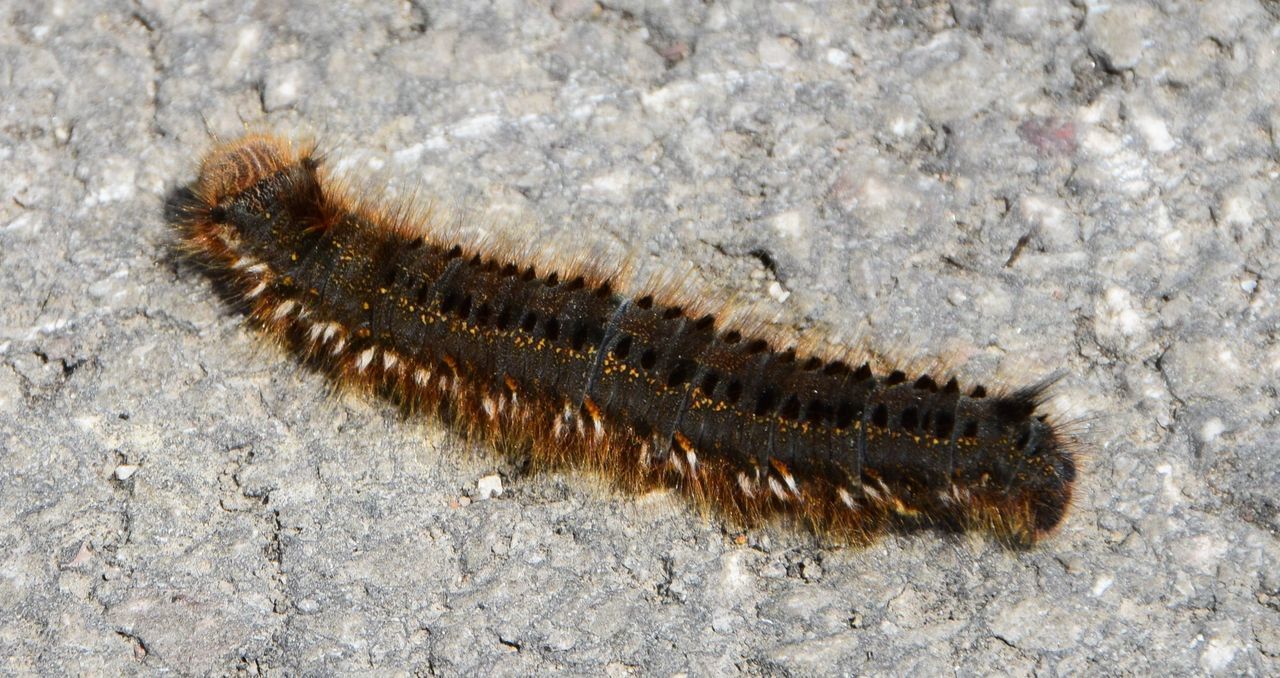 larva, animal, moths and butterflies, animal themes, insect, animal wildlife, one animal, caterpillar, wildlife, centipede, no people, nature, high angle view, close-up, outdoors, day, land, brown, zoology, worm, macro photography