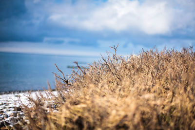 Close-up of plants growing on field against sky