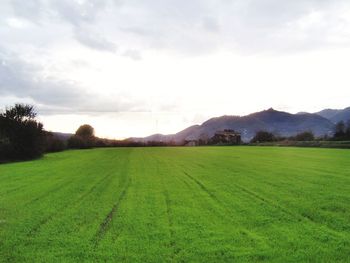 Scenic view of agricultural field against sky