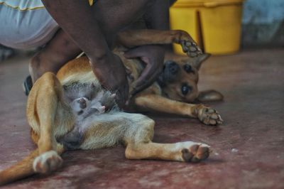 Dogs relaxing outdoors