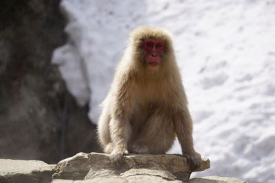 Monkey sitting on rock