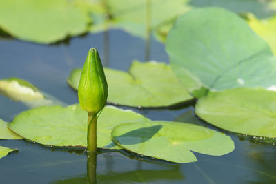 Close-up of lotus water lily in lake