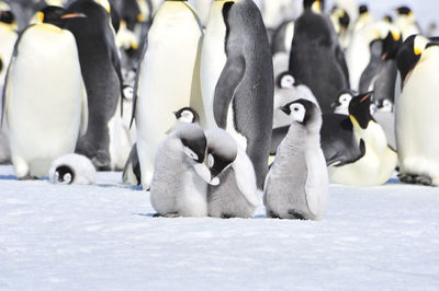 View of birds in snow