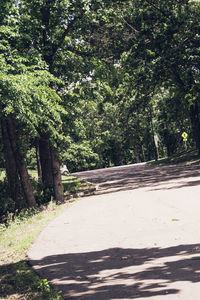 Empty road along trees