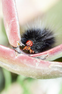 Close-up of insect on flower