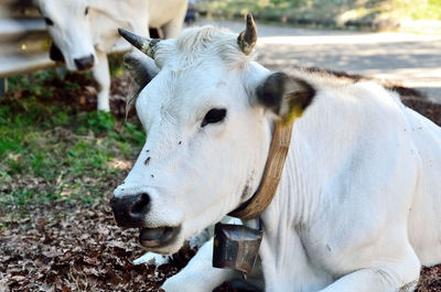 Cow relaxing on field