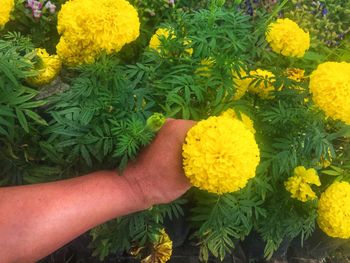 Cropped image of person hand on yellow flowering plants